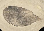 Unidentified Fossil Leaf - Green River Formation #16833-1